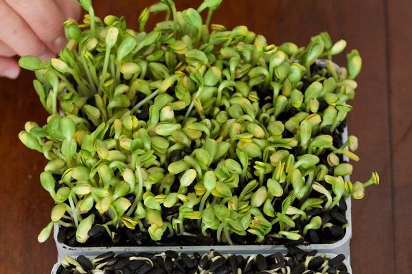 Tự trồng rau mầm hướng dương giòn bùi, 2 tuần là có rau ăn tẹt ga ai cũng mê