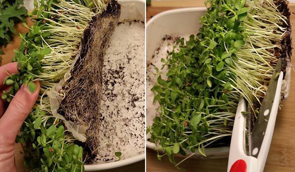 Tự trồng rau mầm hướng dương giòn bùi, 2 tuần là có rau ăn tẹt ga ai cũng mê