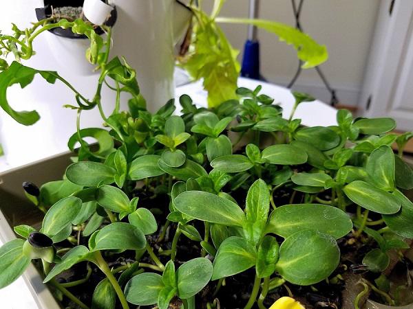 Tự trồng rau mầm hướng dương giòn bùi, 2 tuần là có rau ăn tẹt ga ai cũng mê