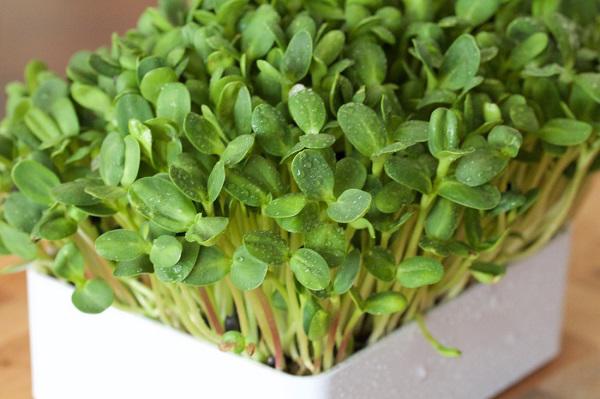 Tự trồng rau mầm hướng dương giòn bùi, 2 tuần là có rau ăn tẹt ga ai cũng mê