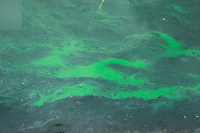 Sáng 17/4 nước Hồ Gươm bỗng xanh bất thường, phát hiện có tảo độc