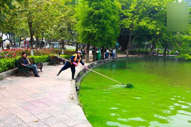 Sáng 17/4 nước Hồ Gươm bỗng xanh bất thường, phát hiện có tảo độc Sáng 17/4 nước Hồ Gươm bỗng xanh bất thường, phát hiện có tảo độc