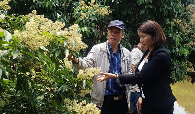 Kịch bản chống rớt giá cho nhãn, vải