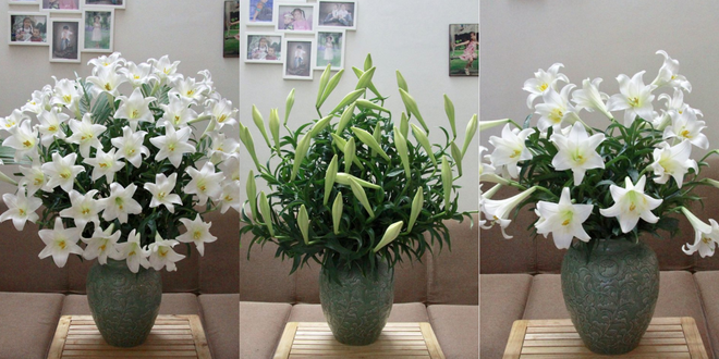 Tháng Tư ngất ngây với mùa hoa loa kèn và những cách cắm đẹp lung linh mê hồn