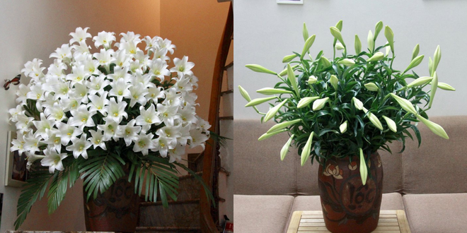 Tháng Tư ngất ngây với mùa hoa loa kèn và những cách cắm đẹp lung linh mê hồn