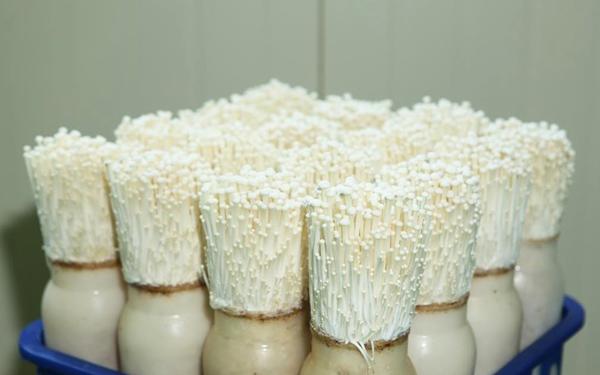 Tự trồng nấm kim châm tại nhà rất dễ, 2 tuần là ăn đã đời, tội gì không trồng ngay Tự trồng nấm kim châm tại nhà rất dễ, 2 tuần là ăn đã đời, tội gì không trồng ngay