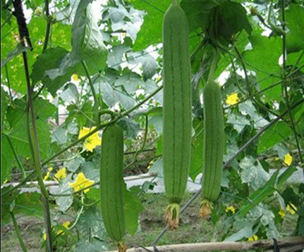 8 loại rau quả nên trồng vào nửa cuối tháng 4 và tháng 5 8 loại rau quả nên trồng vào nửa cuối tháng 4 và tháng 5