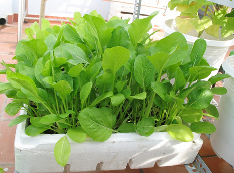 8 loại rau quả nên trồng vào nửa cuối tháng 4 và tháng 5 8 loại rau quả nên trồng vào nửa cuối tháng 4 và tháng 5