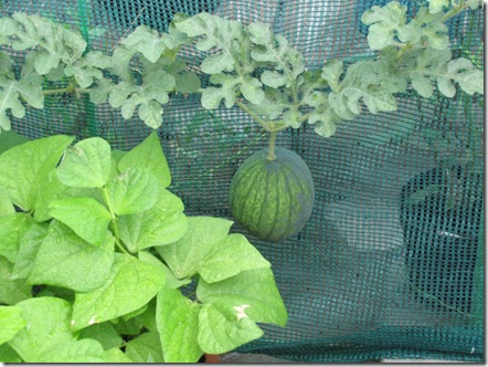 Cách trồng dưa hấu, dưa lê và dưa lưới sai trĩu trịt trên ban công