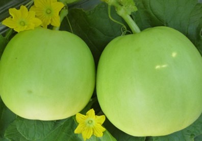 Cách trồng dưa hấu, dưa lê và dưa lưới sai trĩu trịt trên ban công