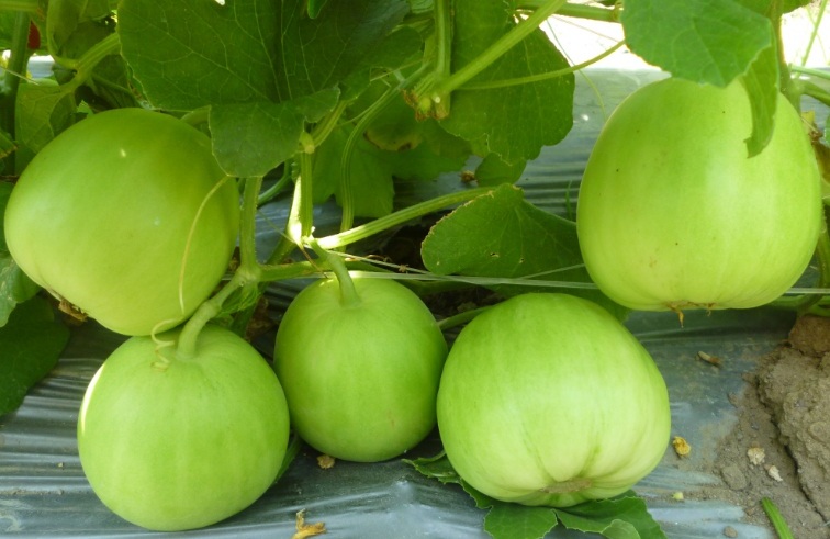 Cách trồng dưa hấu, dưa lê và dưa lưới sai trĩu trịt trên ban công