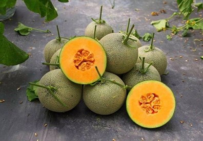 Cách trồng dưa hấu, dưa lê và dưa lưới sai trĩu trịt trên ban công