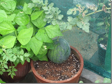 Cách trồng dưa hấu, dưa lê và dưa lưới sai trĩu trịt trên ban công