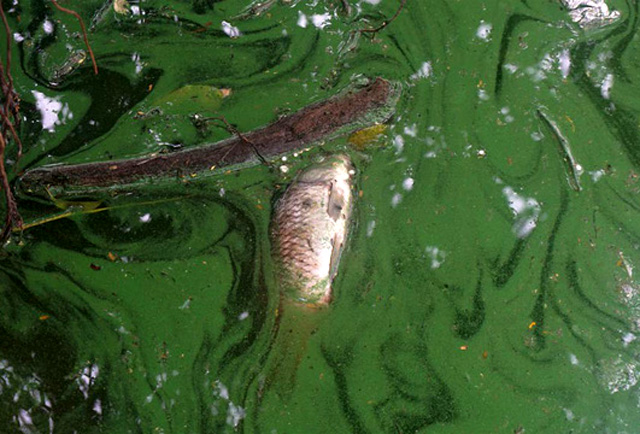 Chuyên gia lý giải màu xanh bất thường tại hồ Gươm