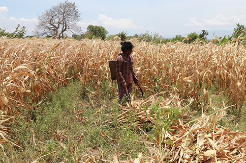 Người dân Ninh Thuận vật lộn trong nắng hạn
