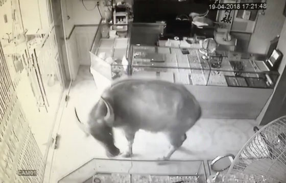 Một con trâu lao vào cướp tiệm vàng, chủ nhà chạy toán loạn còn dân mạng thì cười rơi mồm Một con trâu lao vào cướp tiệm vàng, chủ nhà chạy toán loạn còn dân mạng thì cười rơi mồm