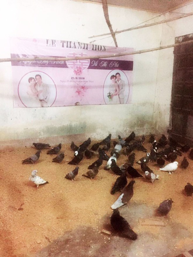 Bức ảnh chiếc bạt cưới hẩm hiu giăng chuồng bồ câu gây xôn xao MXH, câu chuyện phía sau đó thật bất ngờ