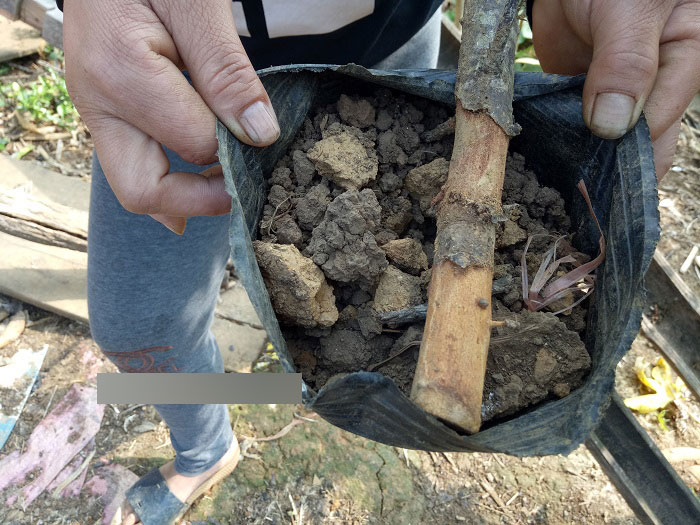 Sơn La: Cây mận hậu hỗ trợ hộ nghèo giảm nghèo chết... hàng loạt