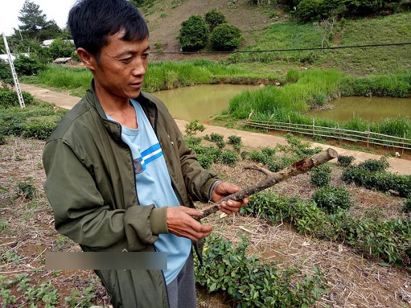 Sơn La: Cây mận hậu hỗ trợ hộ nghèo giảm nghèo chết... hàng loạt