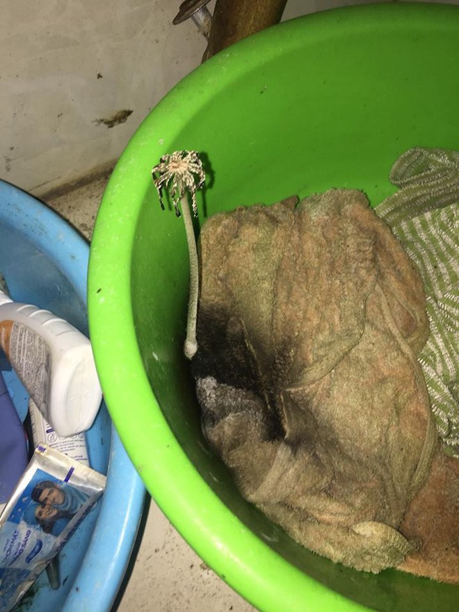 Đỉnh cao của ở bẩn, quần áo nấm mốc mọc thành cây dài 30cm