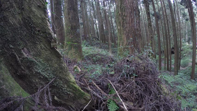 Phát hiện thi thể lao động người Việt trong rừng ở Đài Loan