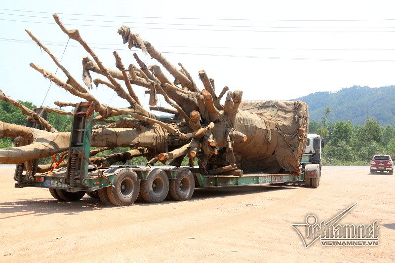 Bộ GTVT báo cáo Chính phủ 4 xe chở cây quái thú