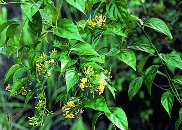 Rủ nhau ăn lá ngón vì... tò mò, hai học sinh tiểu học tử vong