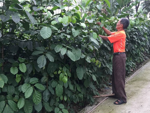 Dân trồng đinh lăng Sông Lô nhờ Traphaco giải cứu nhưng không được