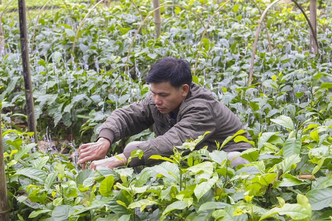 Từ chỗ đi nhặt, đi xin cũng có, nay hạt dổi có giá tới 2,7 triệu/kg