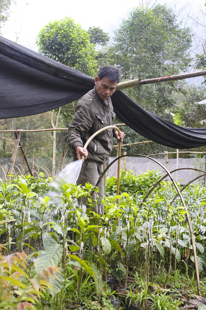 Từ chỗ đi nhặt, đi xin cũng có, nay hạt dổi có giá tới 2,7 triệu/kg