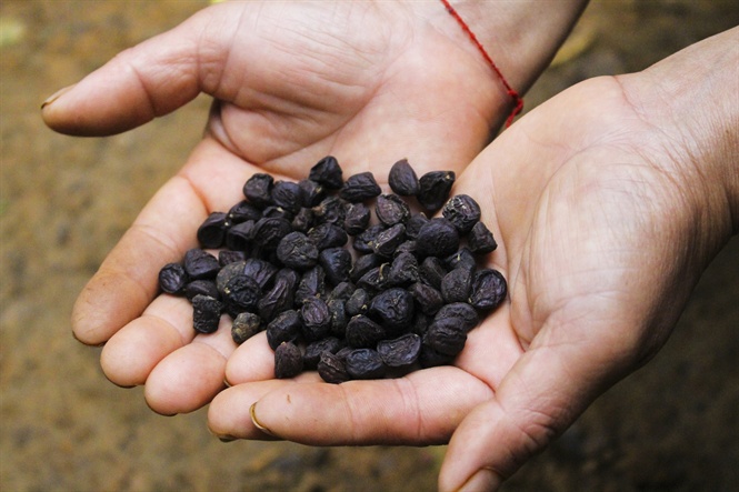 Từ chỗ đi nhặt, đi xin cũng có, nay hạt dổi có giá tới 2,7 triệu/kg