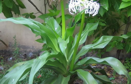 Bà vợ đỉnh nhất mọi thời đại đây rồi: Biết bị phản bội, chỉ bình tĩnh dùng nắm lá mà khiến chồng quỳ gối xin tha