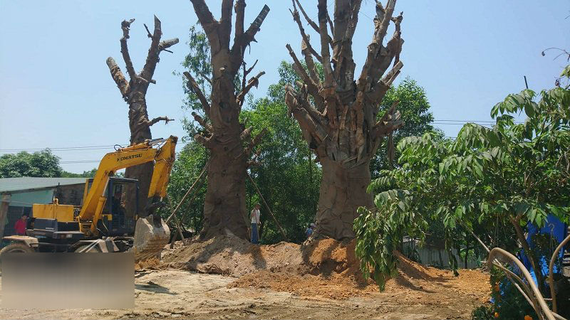 Hé lộ đích đến và hợp đồng trăm triệu chở cây ‘quái thú’