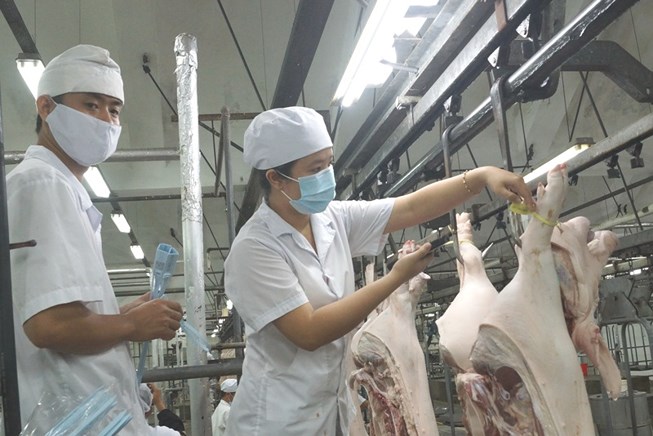 Giá heo tăng mạnh trở lại nhưng nhiều người lại... buồn Giá heo tăng mạnh trở lại nhưng nhiều người lại... buồn