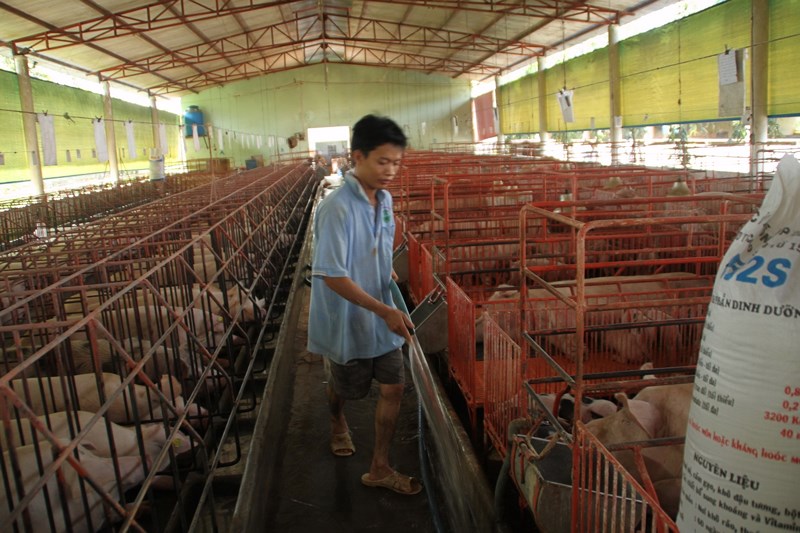 Giá heo tăng mạnh trở lại nhưng nhiều người lại... buồn