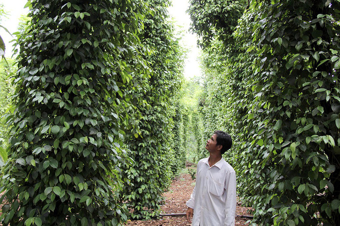 Hỗn hợp vỏ cà phê - sỏi - pin bán ở đâu?