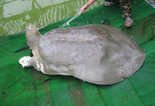 Hai năm chế tác tiêu bản rùa hồ Gươm