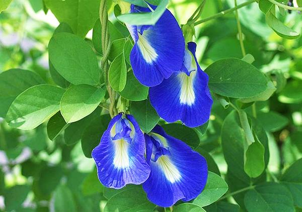 Cây đậu biếc mà chị em đua nhau lấy hoa làm trân châu trồng rất dễ, tội gì không trồng