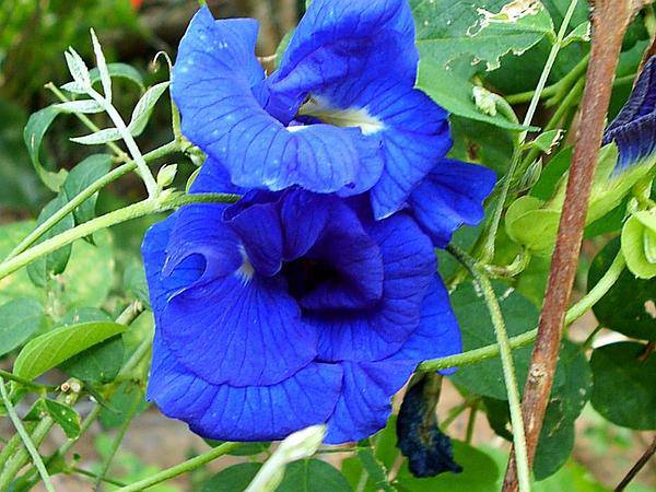 Cây đậu biếc mà chị em đua nhau lấy hoa làm trân châu trồng rất dễ, tội gì không trồng Cây đậu biếc mà chị em đua nhau lấy hoa làm trân châu trồng rất dễ, tội gì không trồng