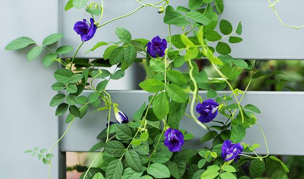 Cây đậu biếc mà chị em đua nhau lấy hoa làm trân châu trồng rất dễ, tội gì không trồng Cây đậu biếc mà chị em đua nhau lấy hoa làm trân châu trồng rất dễ, tội gì không trồng