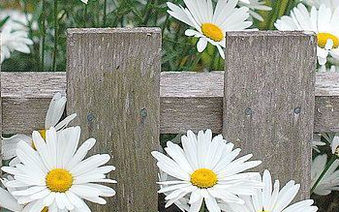 Thứ Năm của bạn (26/4): Sư Tử đừng ôm hết việc vào mình Thứ Năm của bạn (26/4): Sư Tử đừng ôm hết việc vào mình