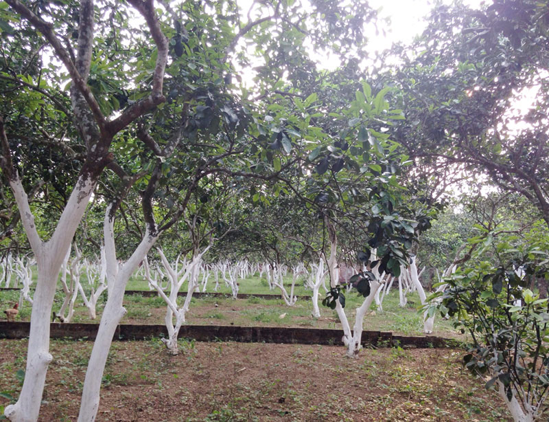 Sốt đất, tăng giá gấp 5 lần: Bùng nổ ở Hòa Lạc