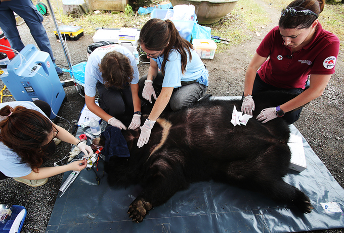 Giải cứu hai cá thể gấu nuôi nhốt cuối cùng tại Ninh Bình