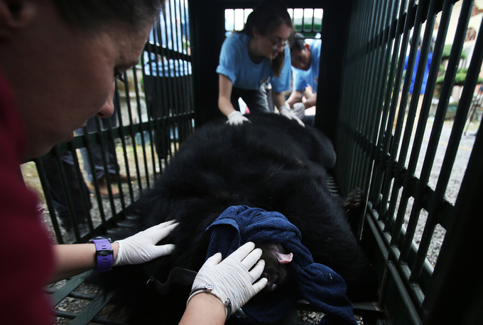 Giải cứu hai cá thể gấu nuôi nhốt cuối cùng tại Ninh Bình