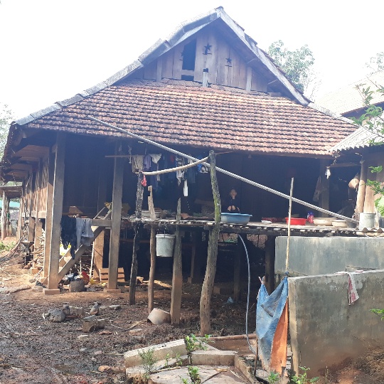 Sơn La: Lạ lùng Trưởng bản có 11 con trâu, bò, ngựa vẫn... hộ nghèo