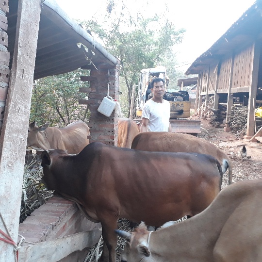 Sơn La: Lạ lùng Trưởng bản có 11 con trâu, bò, ngựa vẫn... hộ nghèo