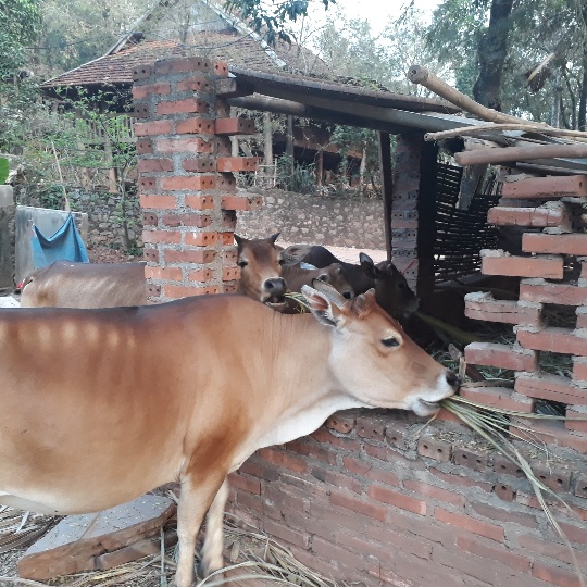 Sơn La: Lạ lùng Trưởng bản có 11 con trâu, bò, ngựa vẫn... hộ nghèo