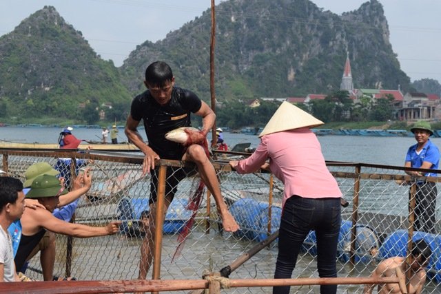 Hội cực lạ: Háo hức tìm cá trắm to, body đẹp