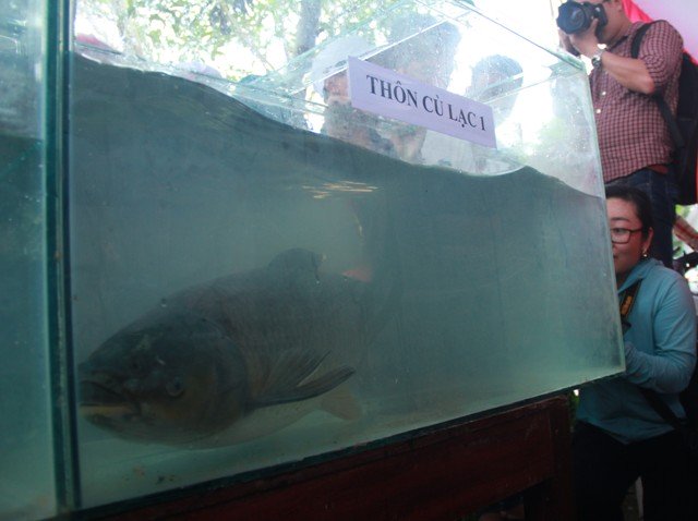 Hội cực lạ: Háo hức tìm cá trắm to, body đẹp