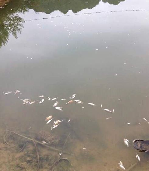 Lạng Sơn: Bắt quả tang 3 công nhân thả hóa chất độc xuống suối